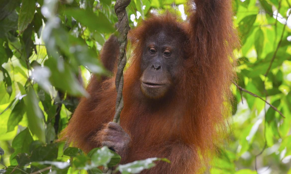 Orangutan, Bukit Lawang