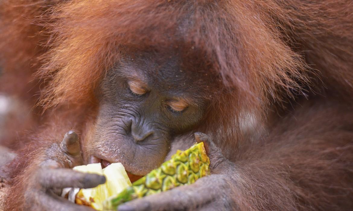 Orangutan eating pineapple, Bukit Lawang