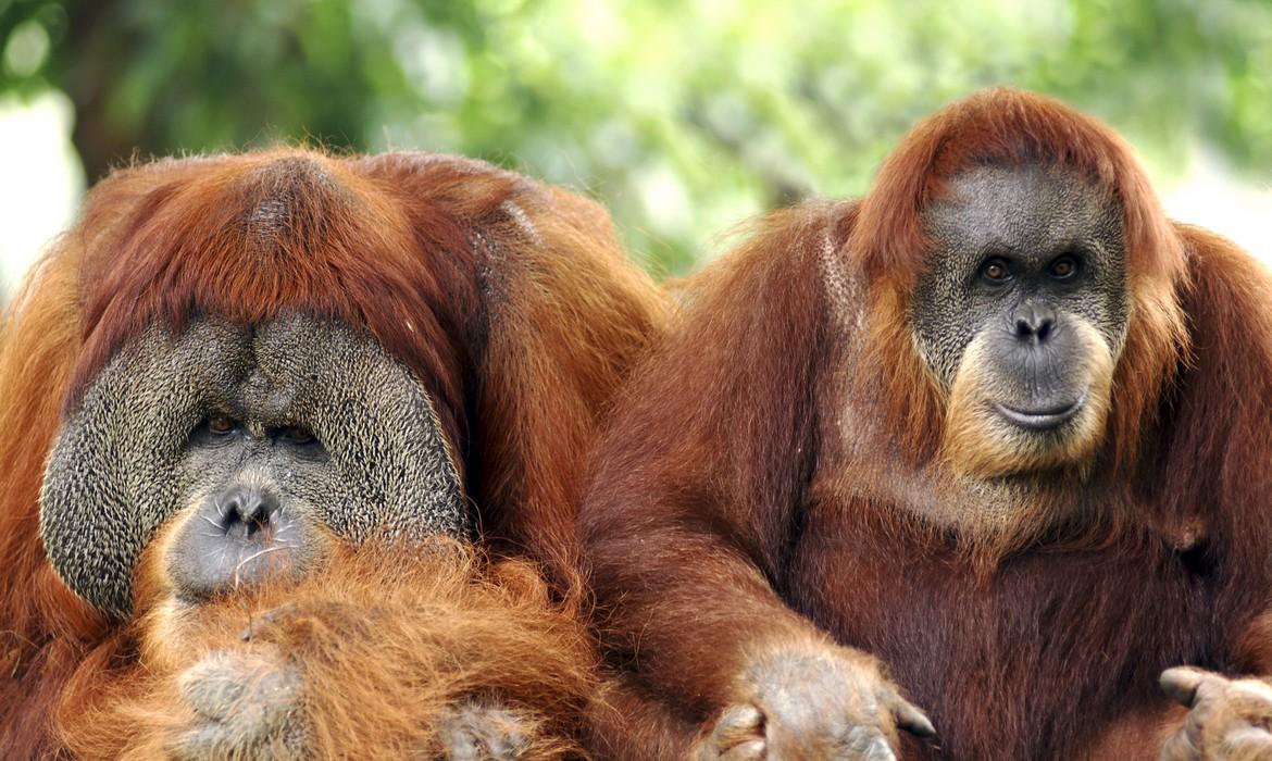 Orangutans, Bukit Lawang