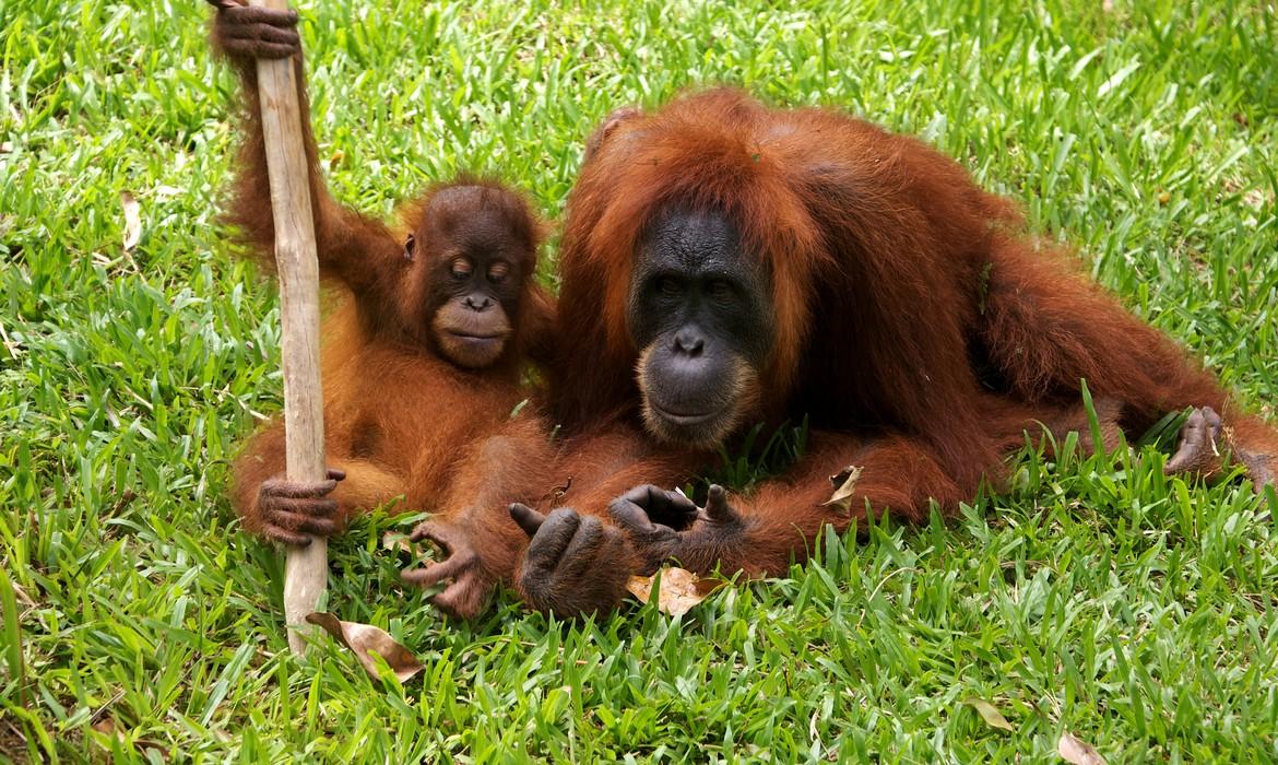 Orangutans, Bukit Lawang