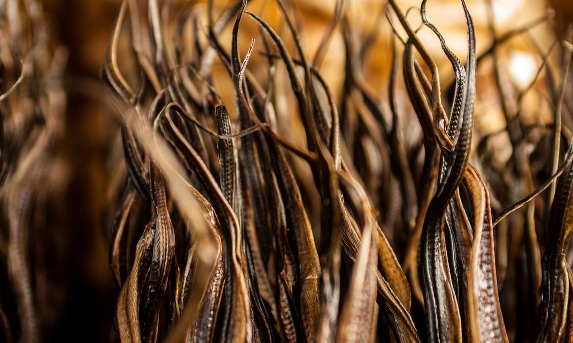 Dried eel, Bukittinggi