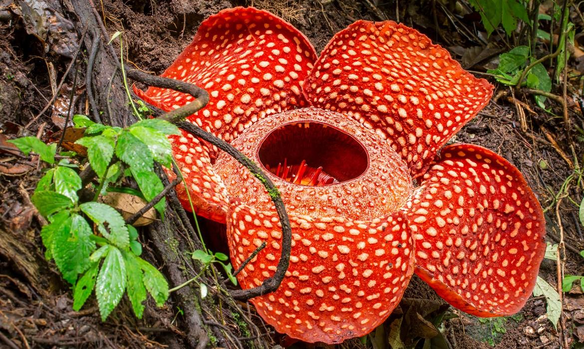 Rafflesia, Sumatra