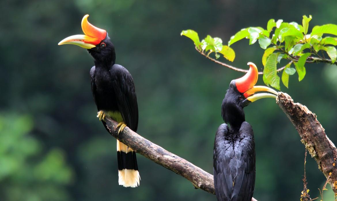 Rhinoceros Hornbill, Sumatra