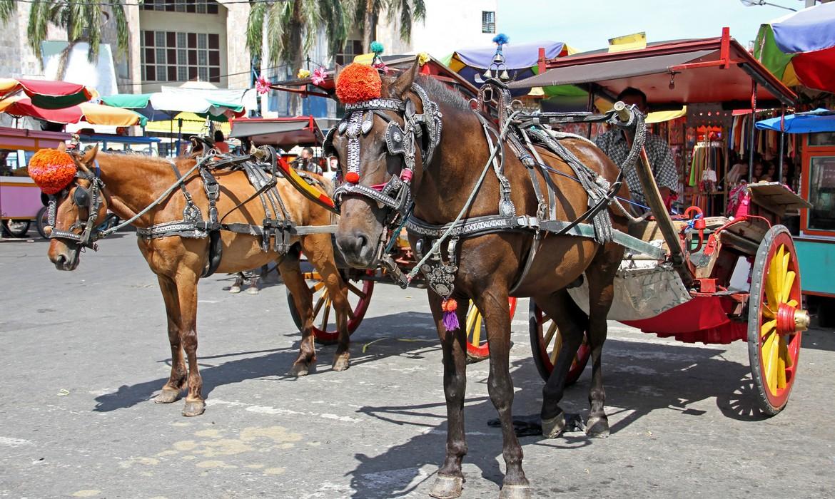 Horses and carts, Padang