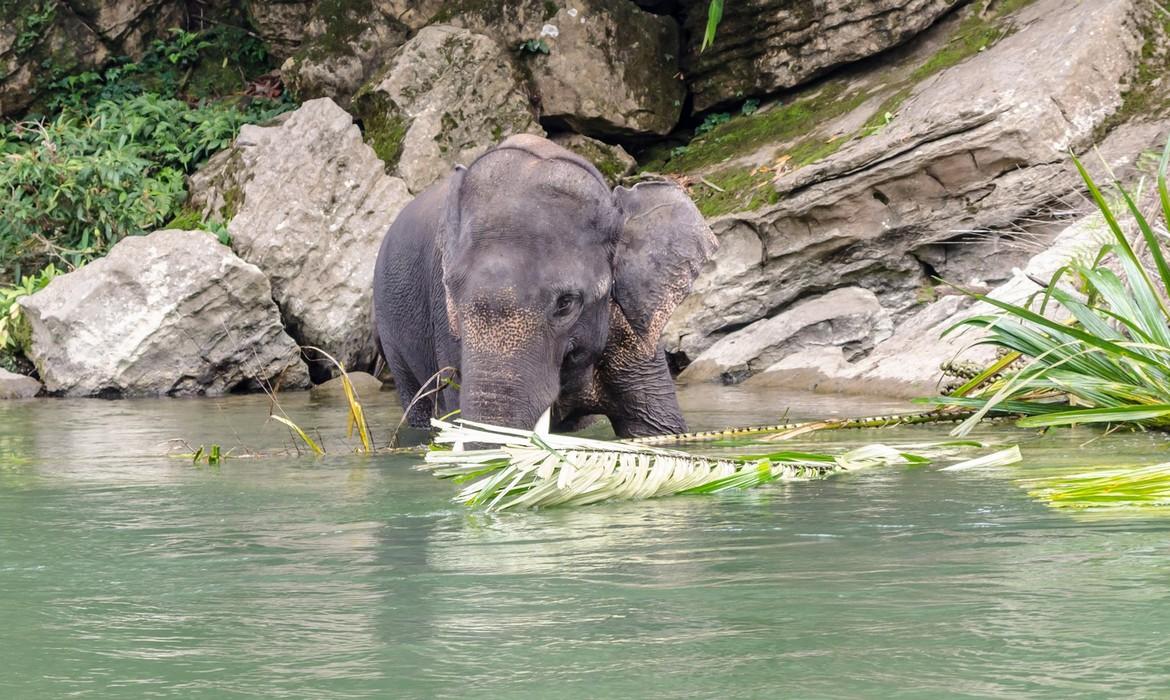 Elephant bathing, Tangkahan