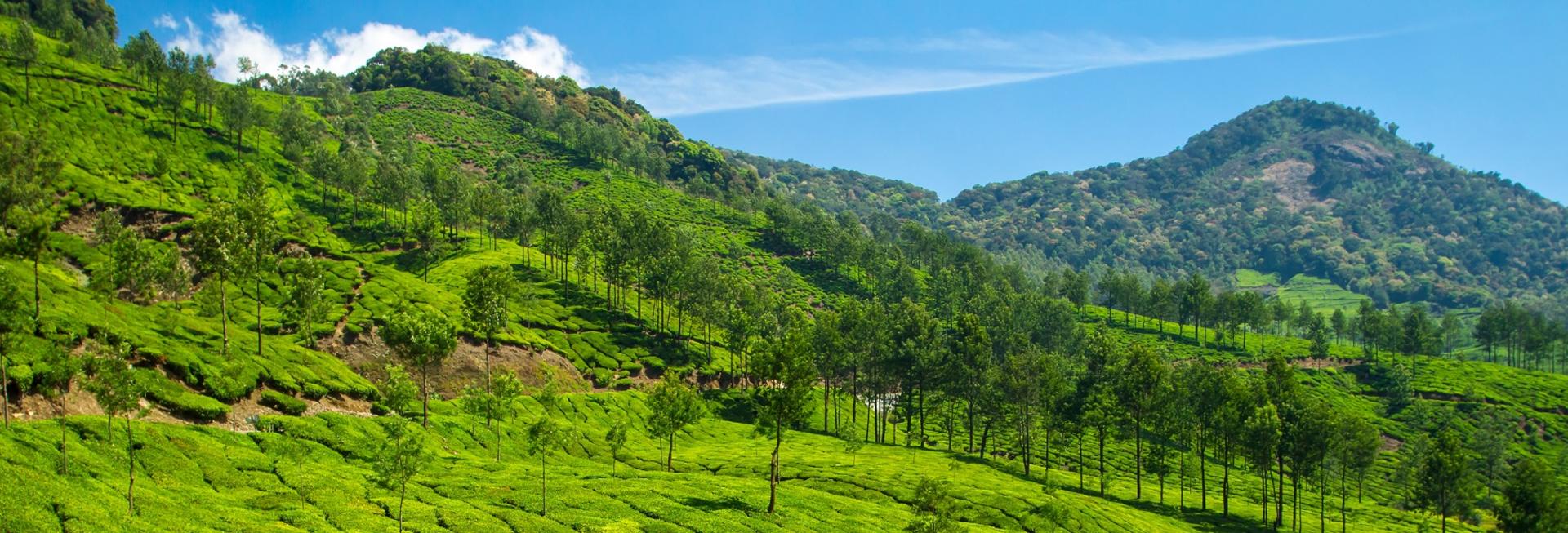 Trek in the Letchmi Hills, Munnar