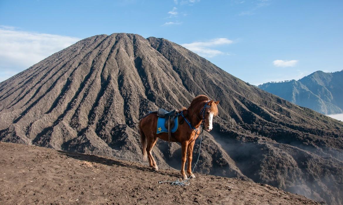 Horse, Mount Bromo
