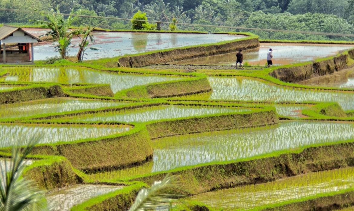 Jatiluwih Rice Terraces