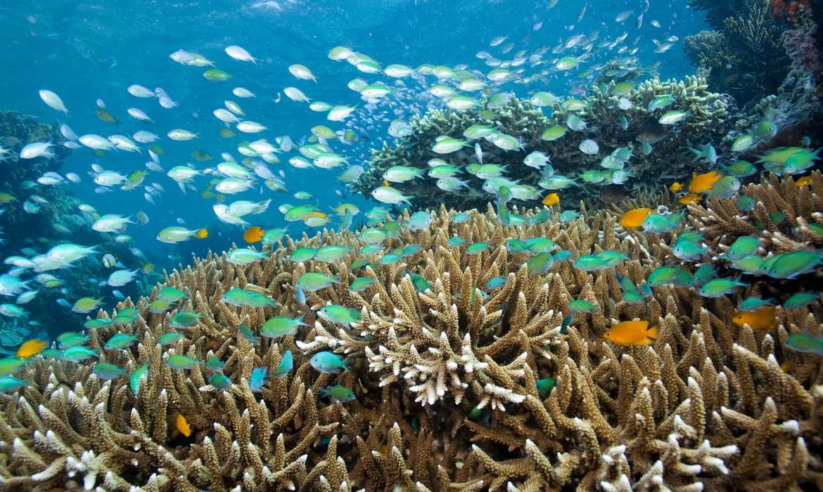 Blue-green chromis, Menjangan Island