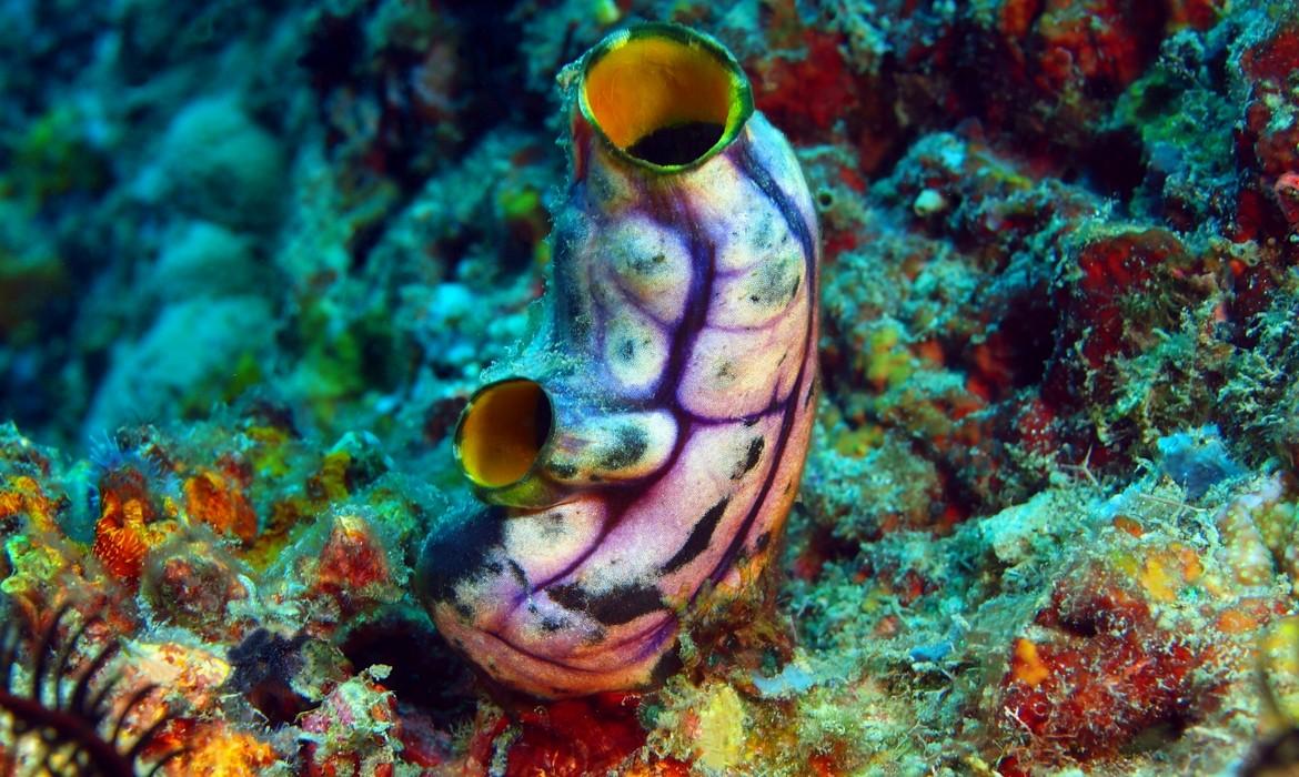 Sea squirt, Pemuteran