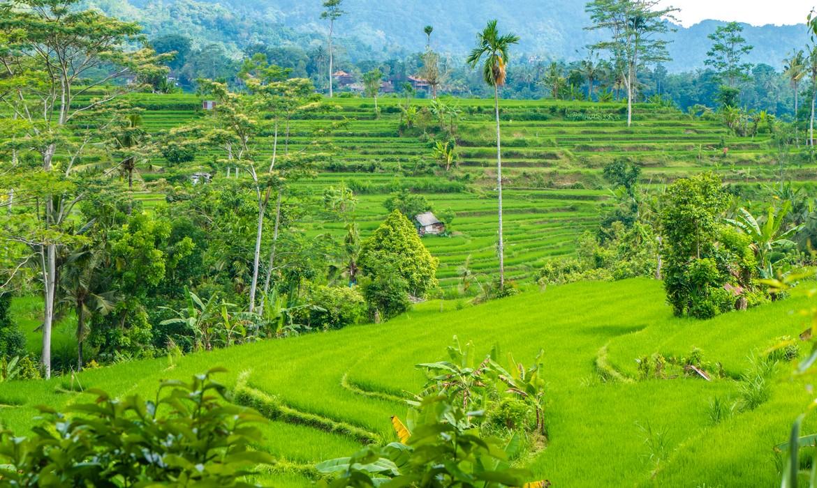 Rice terraces, Sidemen