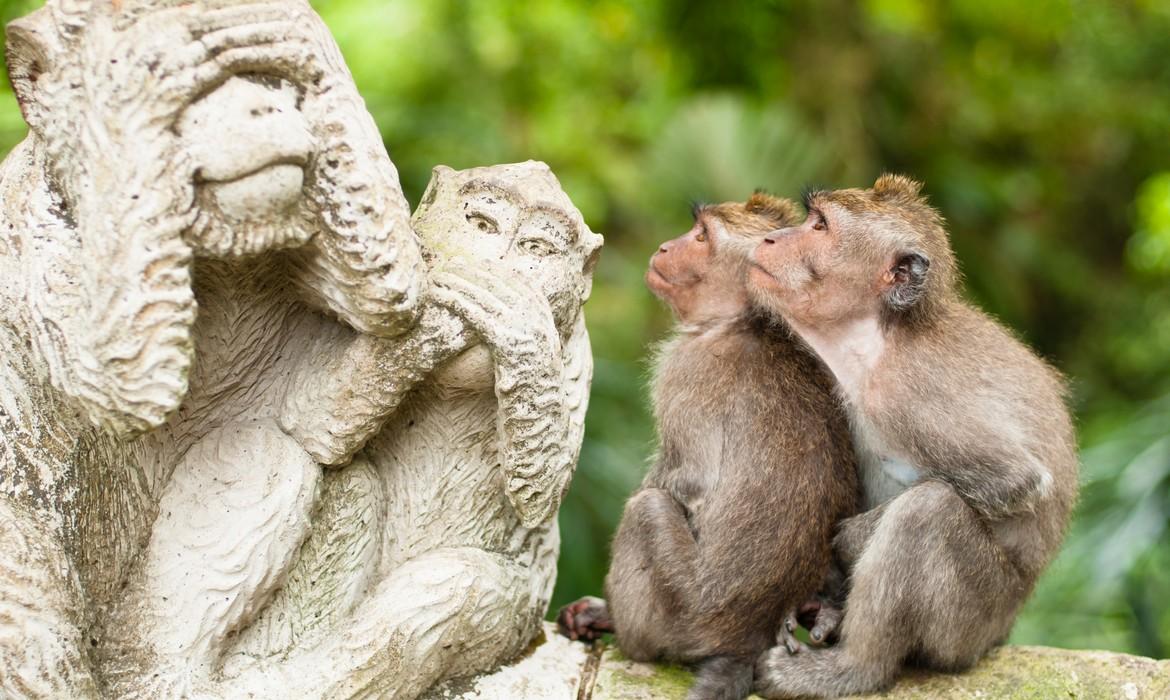 Monkey Forest, Ubud