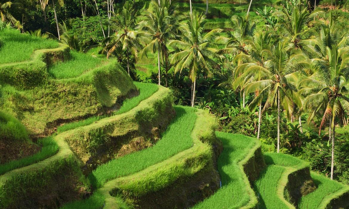 Rice terraces, Ubud