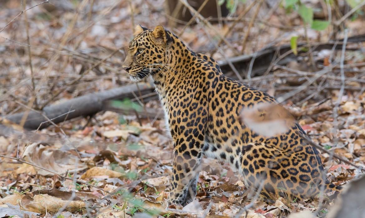 Leopard, Jawai