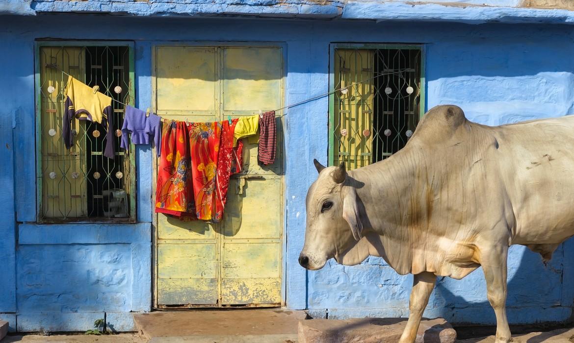 Cow, Jodhpur