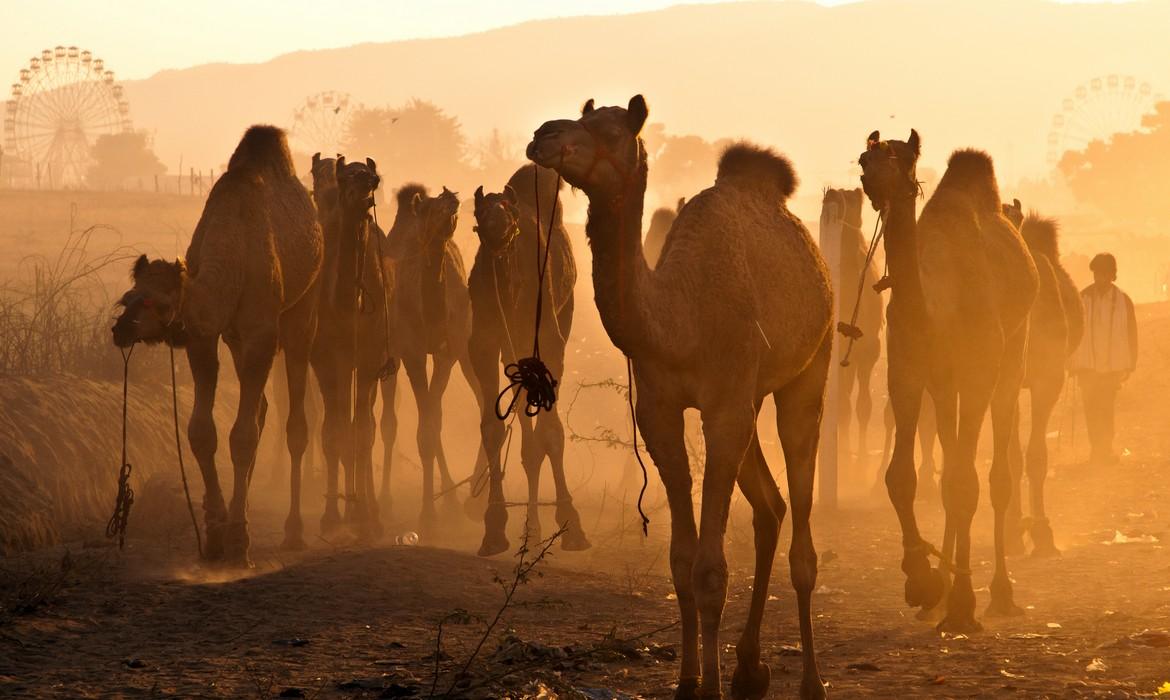 Camels, Pushkar