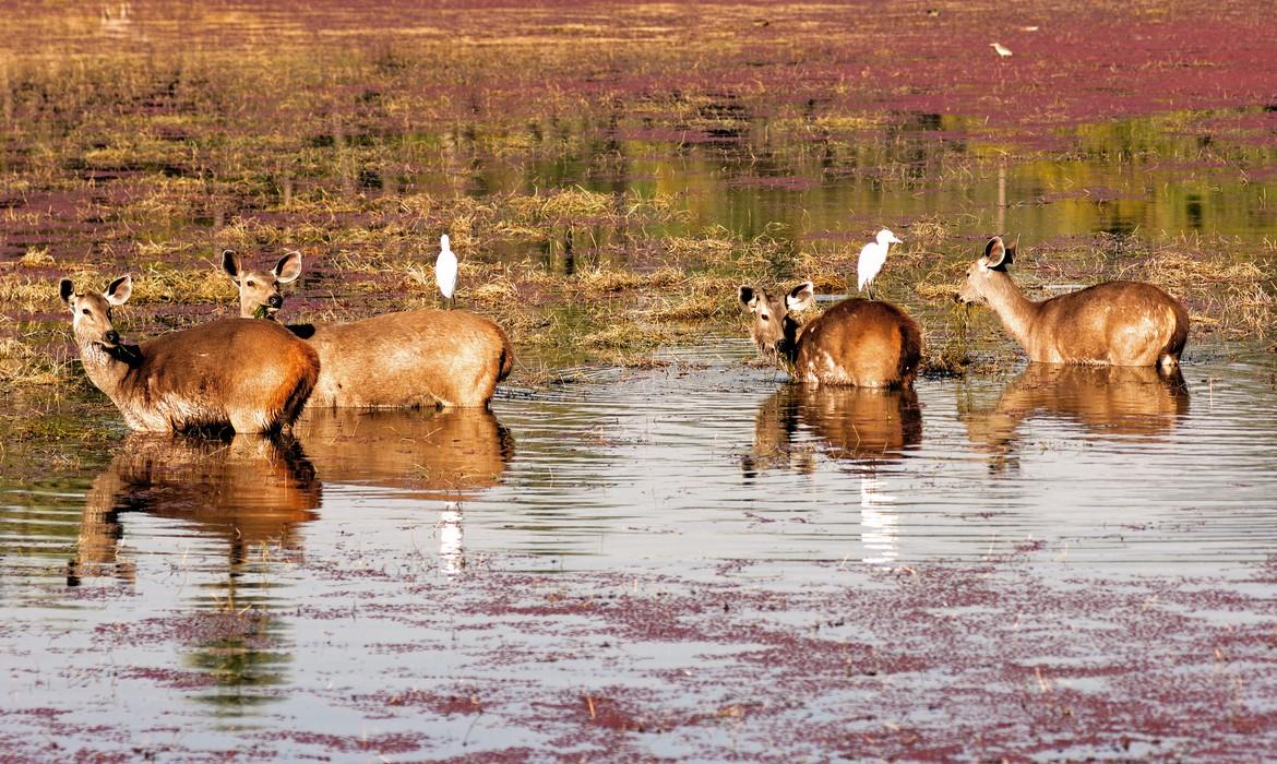 Deer, Ranthambore National Park