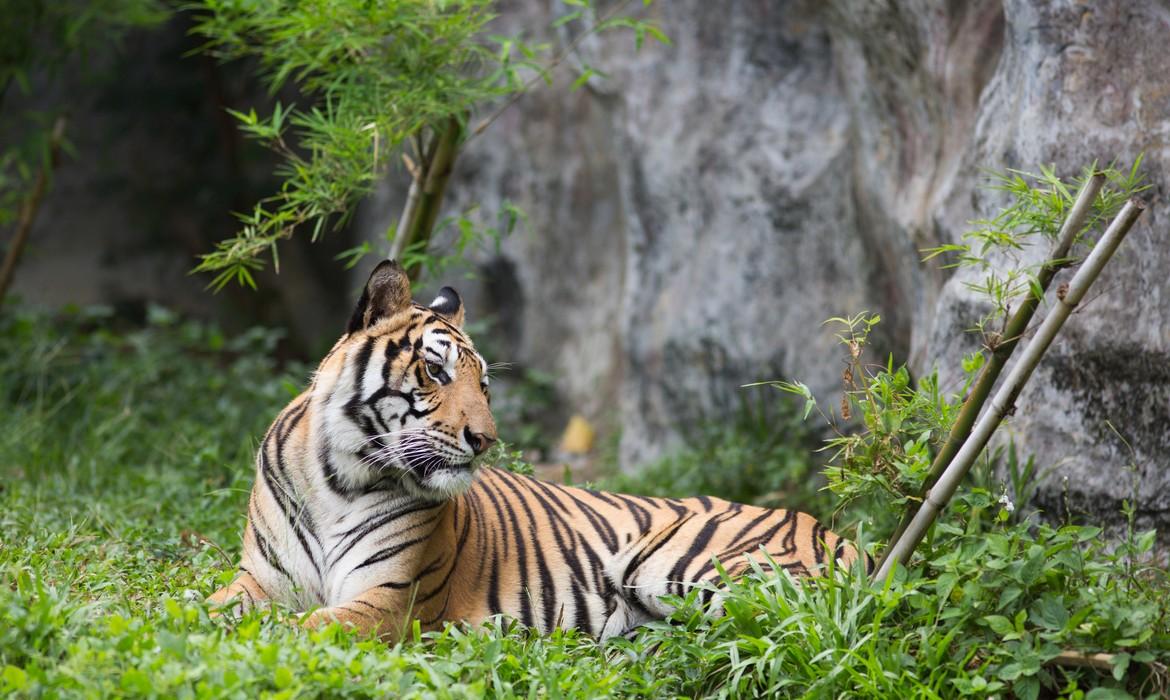 Tiger, Ranthambore National Park