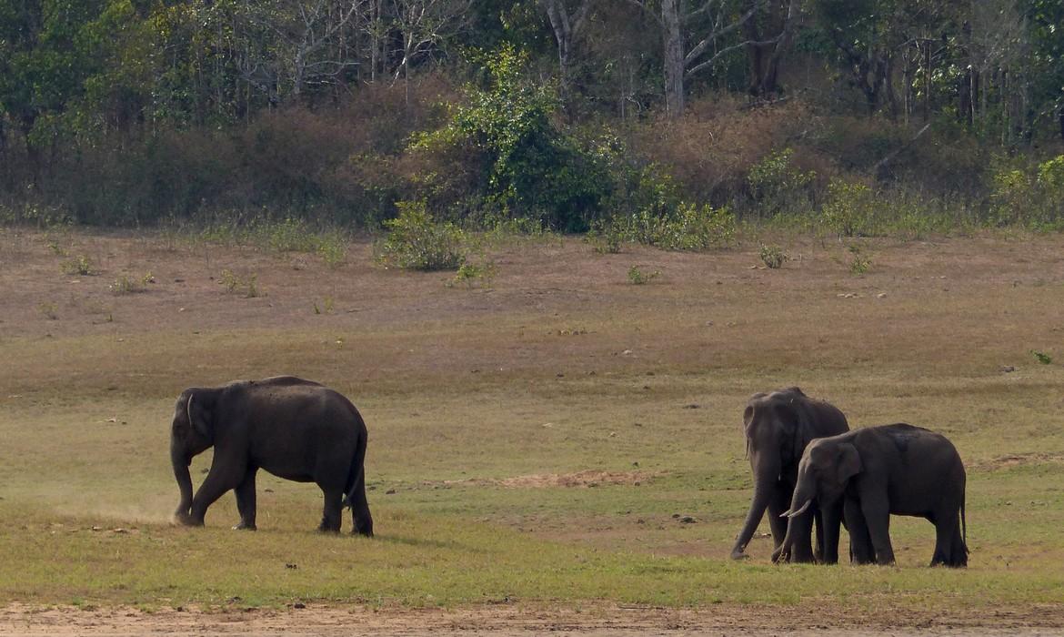 Elephants, Thekaddy