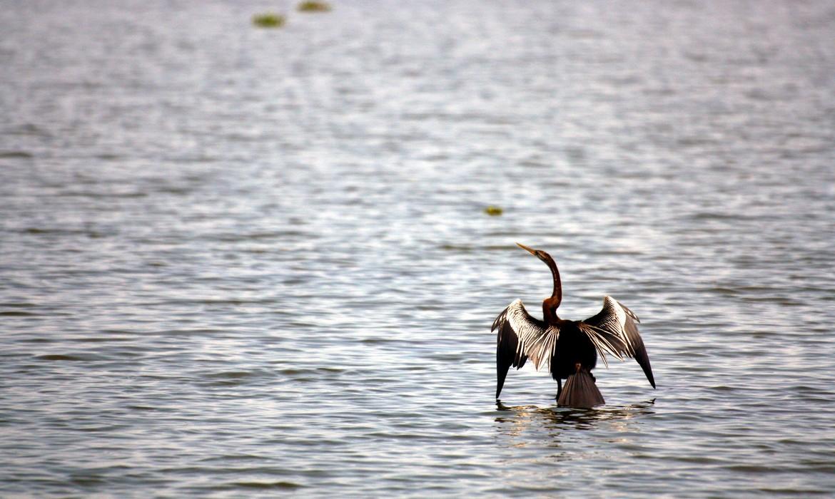 Bird, Vembanad Lake