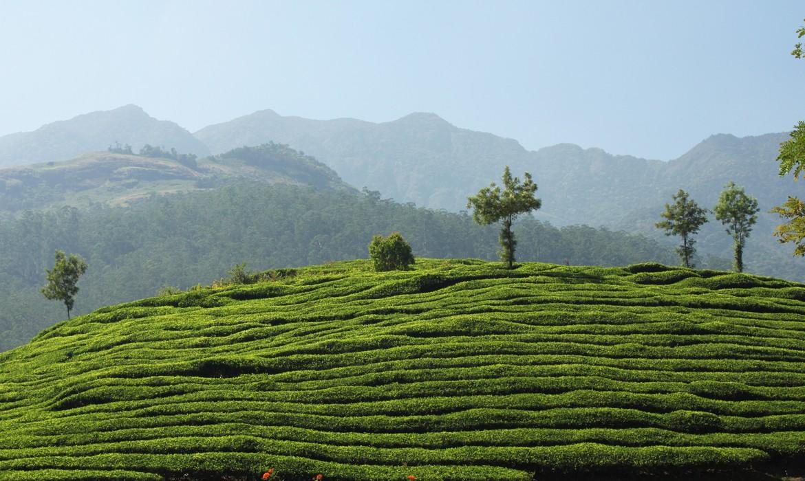 Wayanad