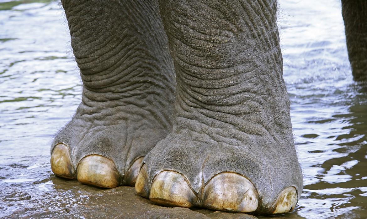 Elephant, Wayanad 