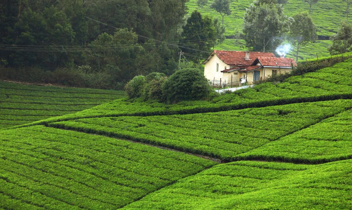 Tea hills, Coonoor