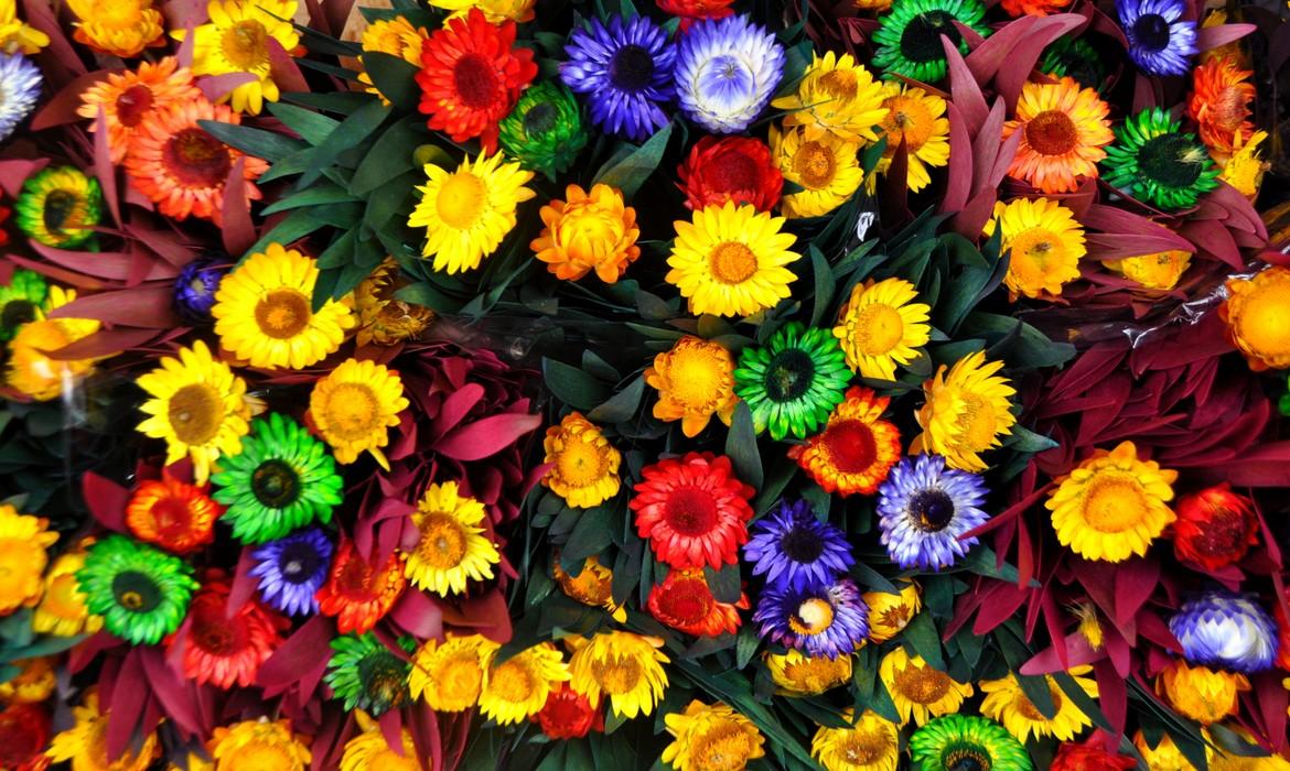 Flowers, Kodaikanal