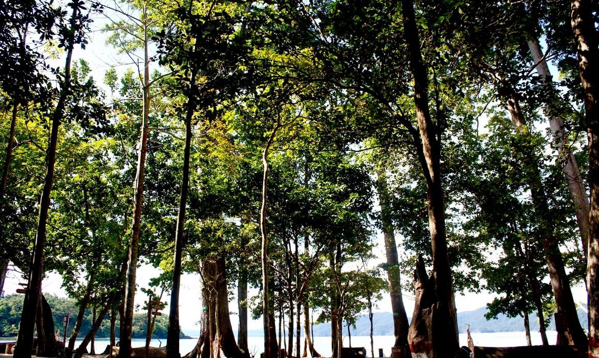 Trees, Andaman Islands