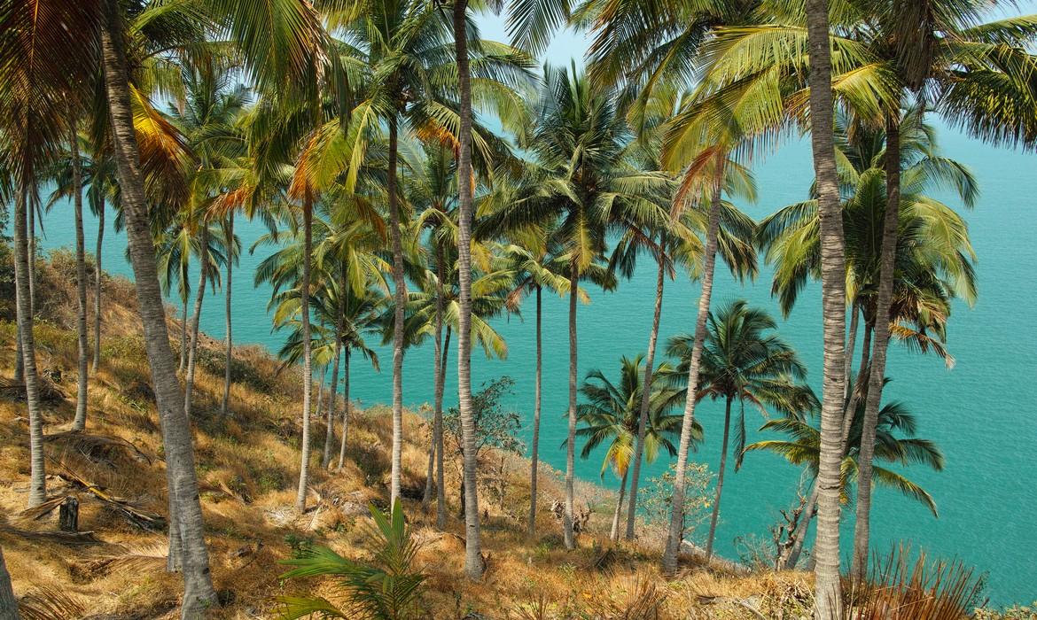 Palm trees, Goa
