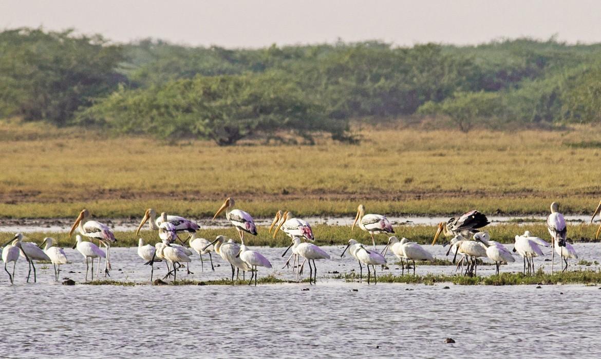 Terrain, Rann of Kutch