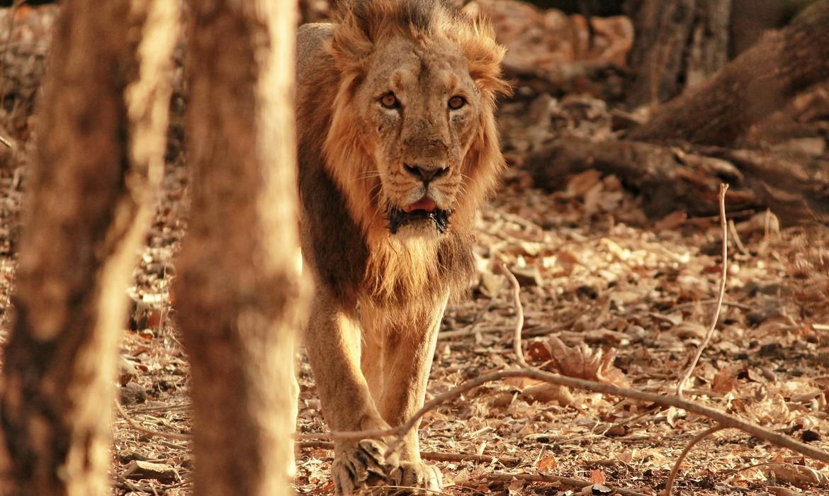 Lion, Sasan Gir National Park