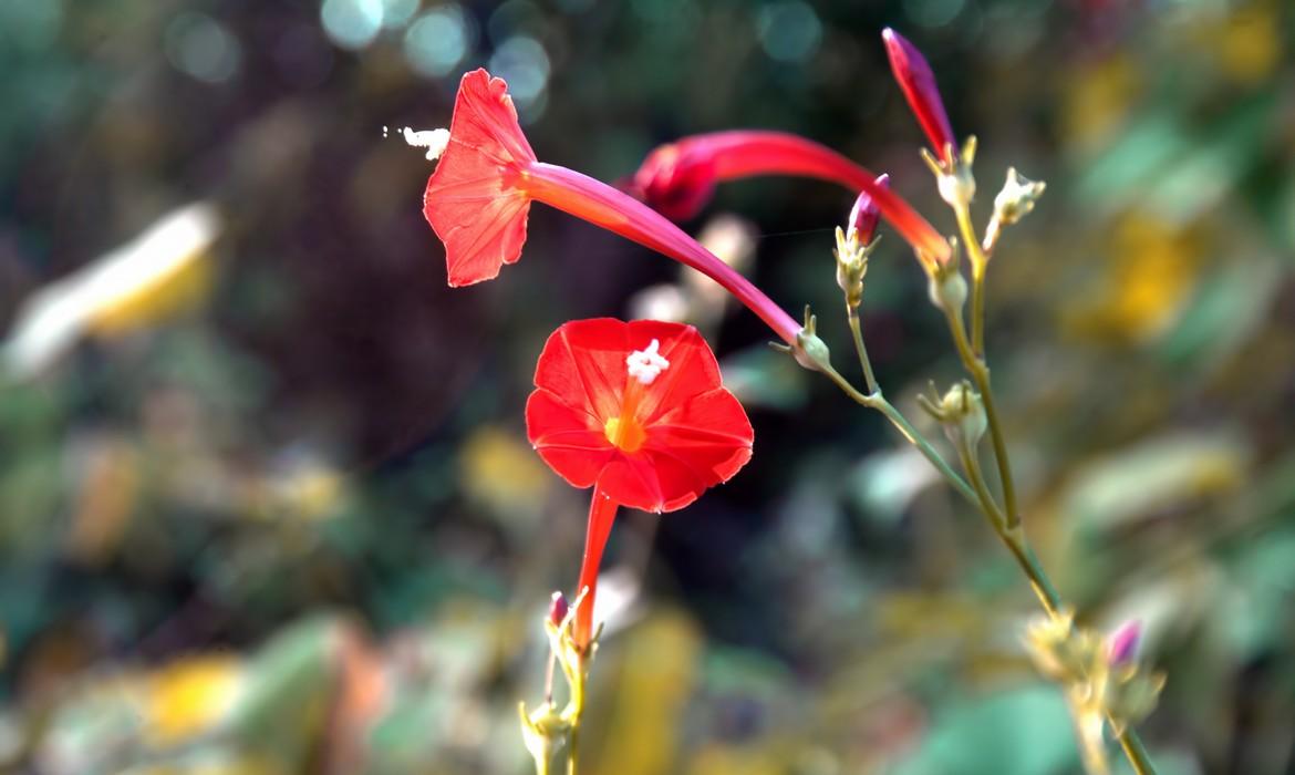 Flower, Sasan Gir National Park