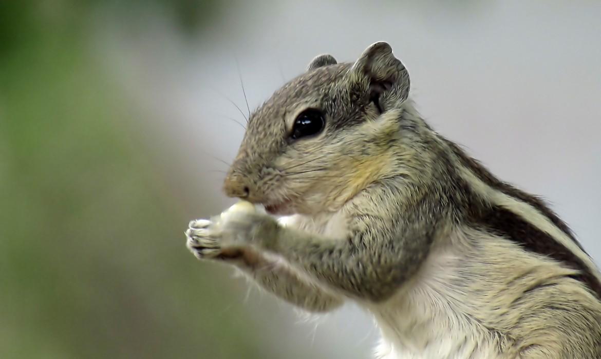 Squirrel, Sasan Gir National Park