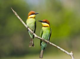 Chestnut-headed bee-eater, Khao Yai National Park