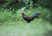 Birding in West Bali National Park