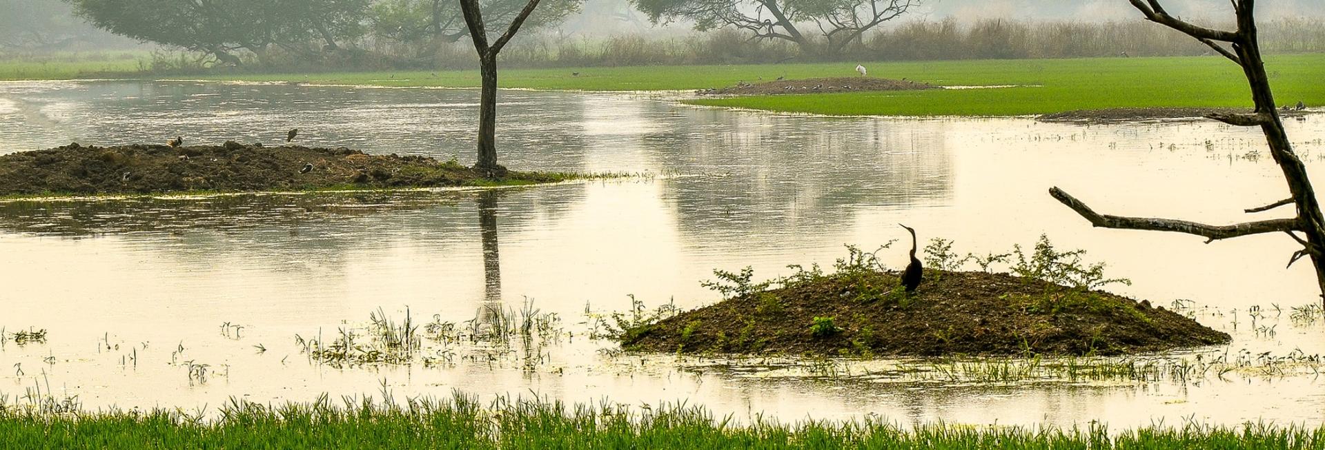 Birdwatching, Keoladeo, Bharatpur