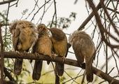 Birdwatching in Bharatpur