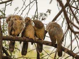 Birdwatching, Keoladeo, Bharatpur