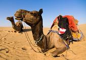 Camel safari in the Thar Desert