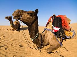 Camel safari, Thar Desert, India