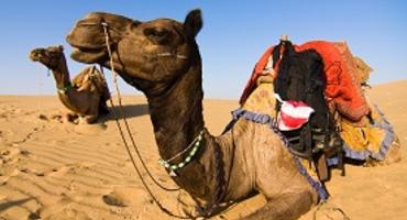 Camel safari, Thar Desert, India