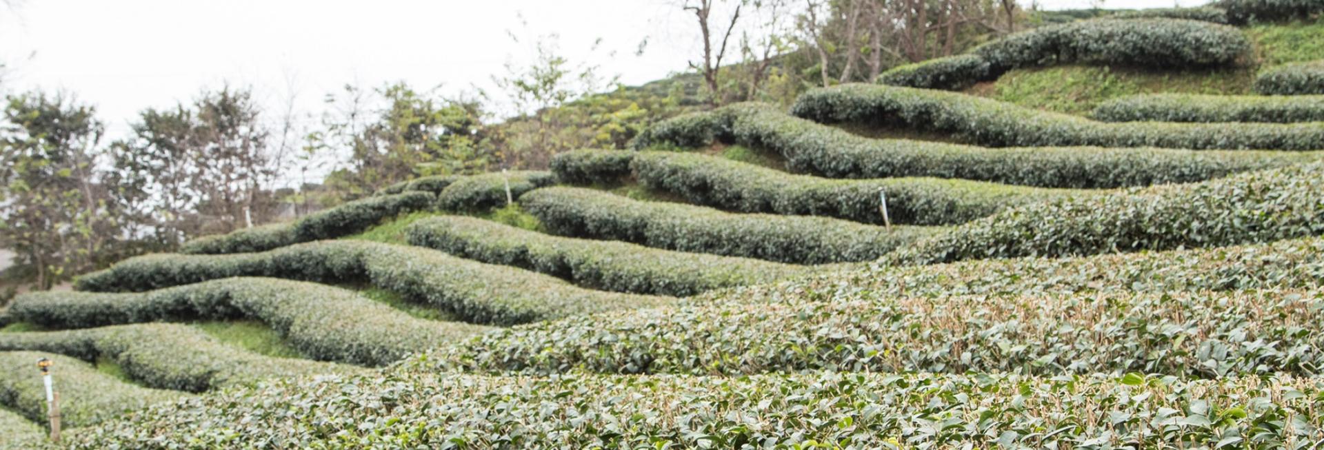 Tea fields in Assam, India