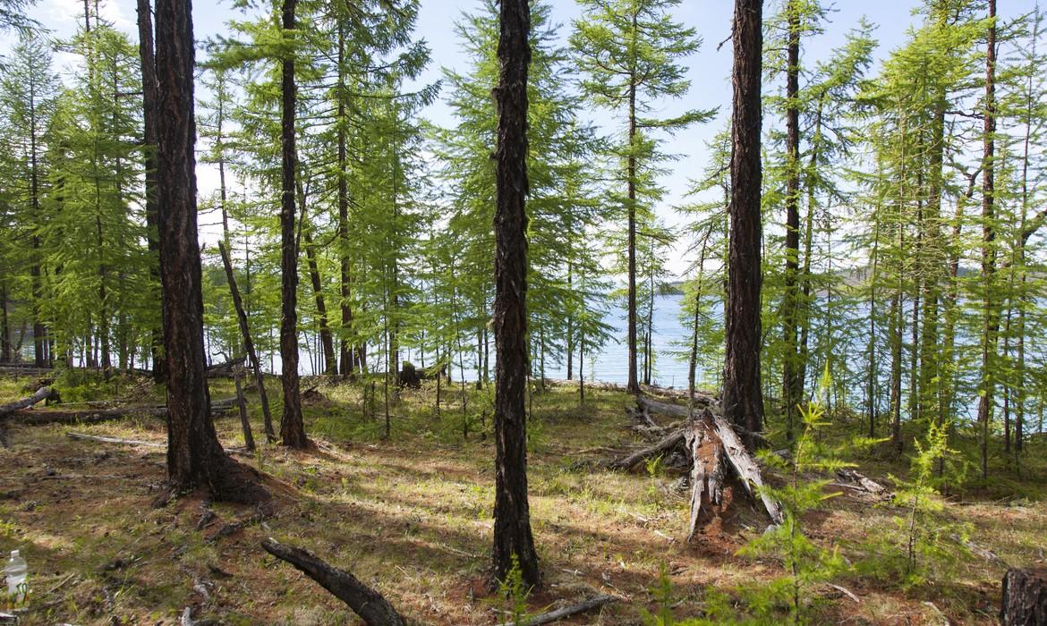 Forest in front of Lake Khovsgol