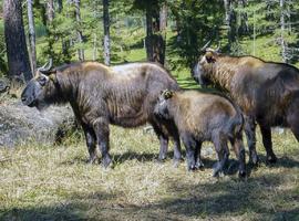 Takin, Bhutan