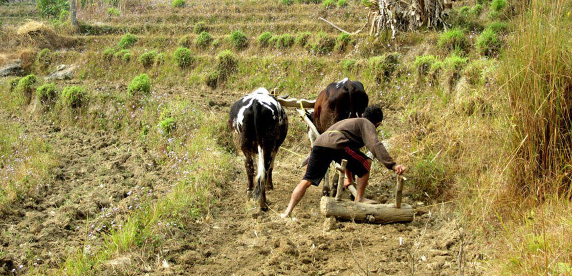 Farming Activities, Pali Ghar