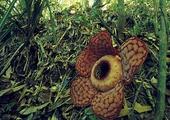 Belum Temengor Rainforest Reserve