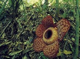 Belum Rainforest Reserve, Malaysia