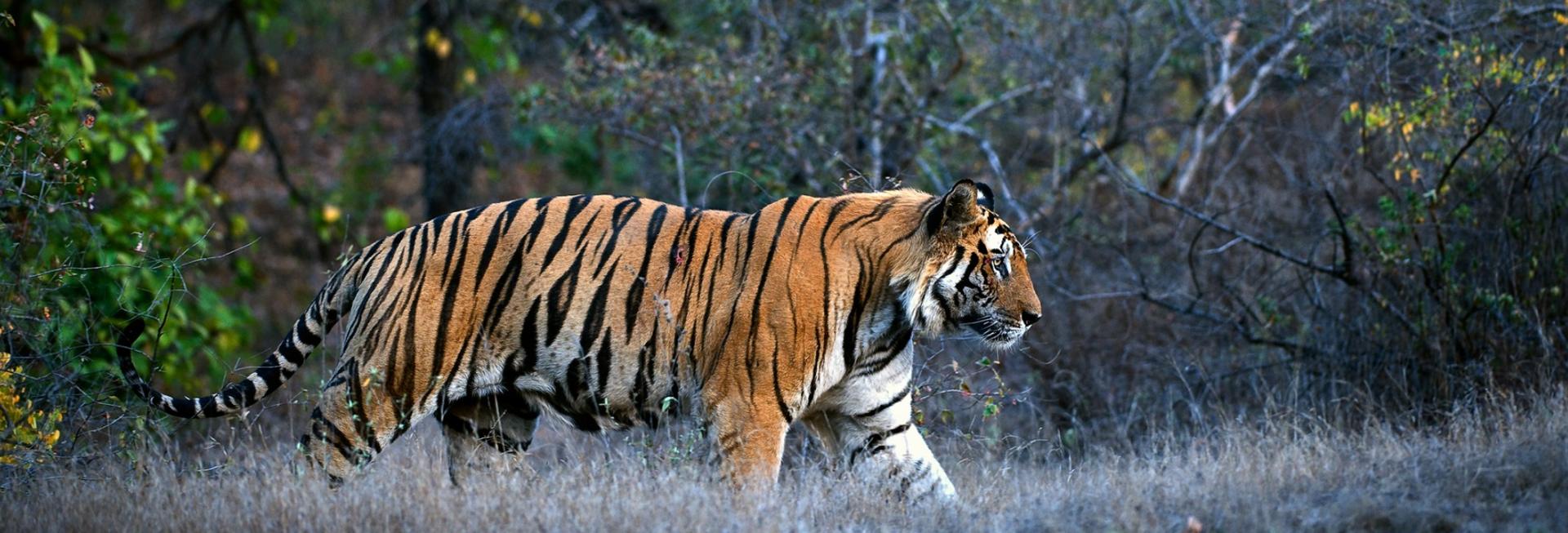 Tiger, Kanha National Park