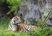 On The Tiger's Trail